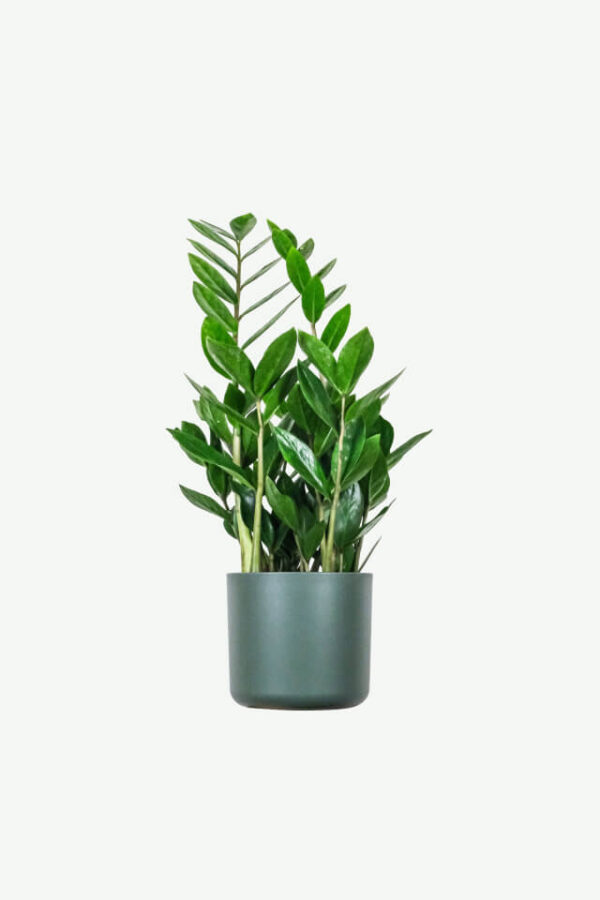 Alocasia Regal Shield