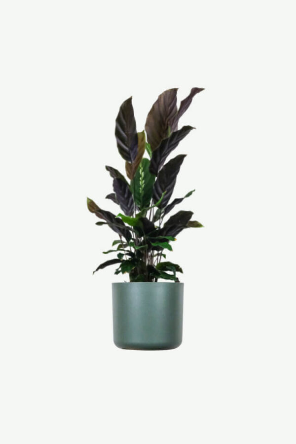Aralia Ming