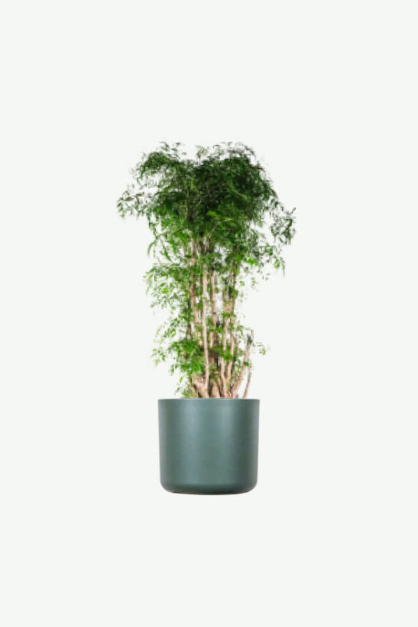 Dracaena Lisa