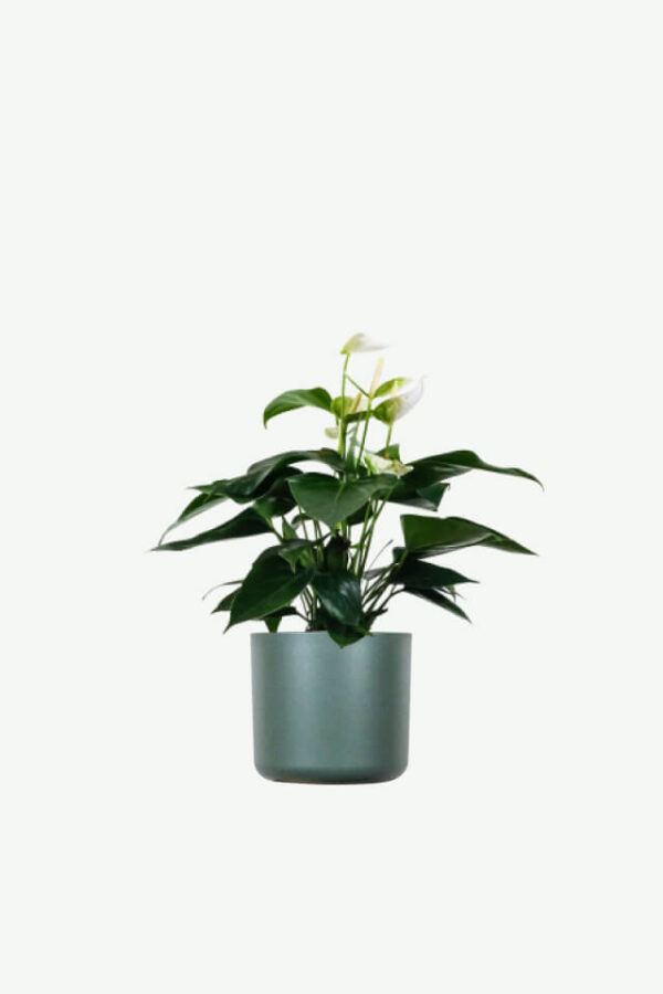 Euphorbia Ingens